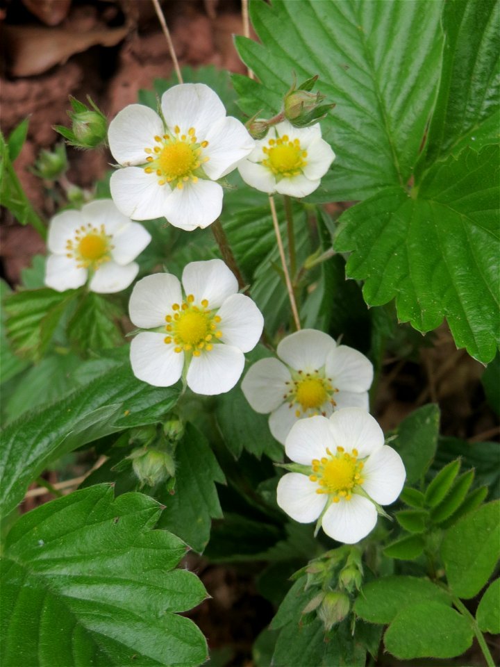 Wald-Erdbeere (Fragaria vesca) im Simbachtal
