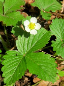 Wald-Erdbeere (Fragaria vesca) auf dem Hauptfriedhof Saarbrücken