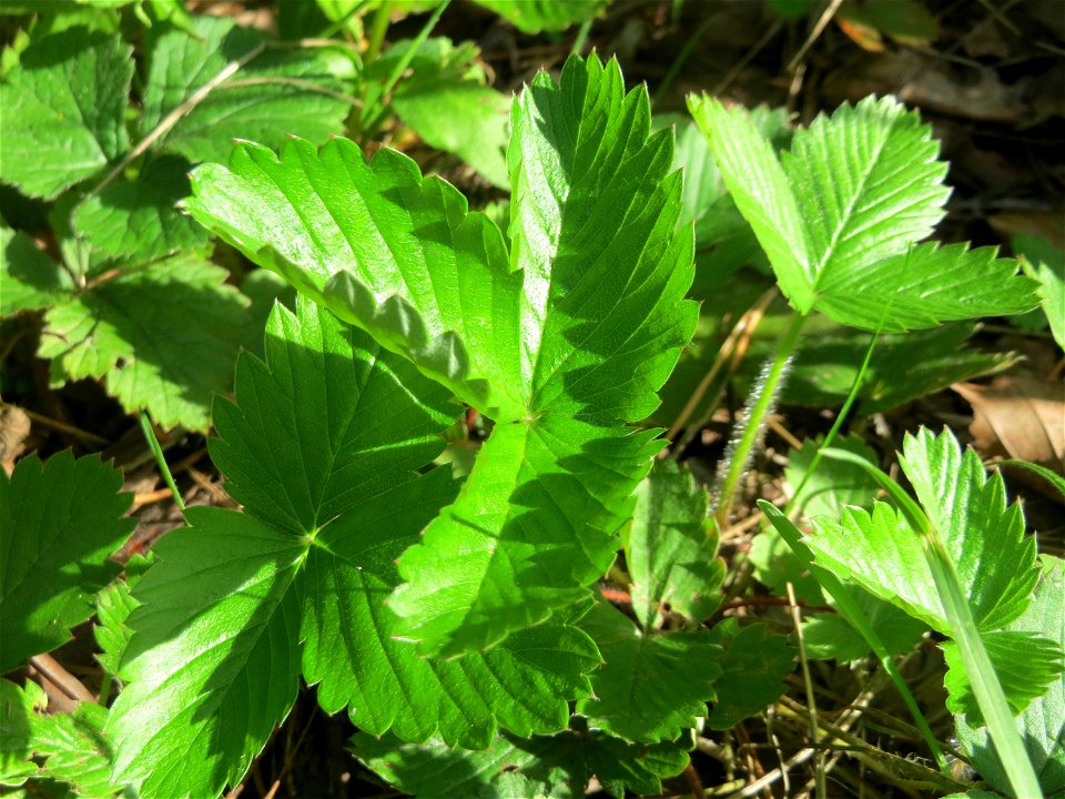 Grundblätter der Wald-Erdbeere (Fragaria vesca) in der Schwetzinger Hardt