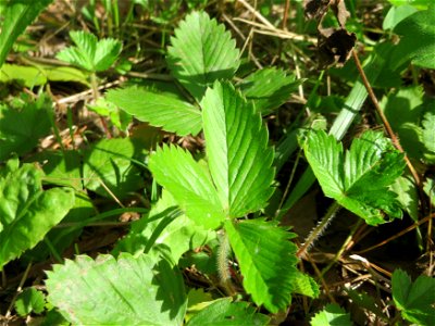 Grundblätter der Wald-Erdbeere (Fragaria vesca) in der Schwetzinger Hardt