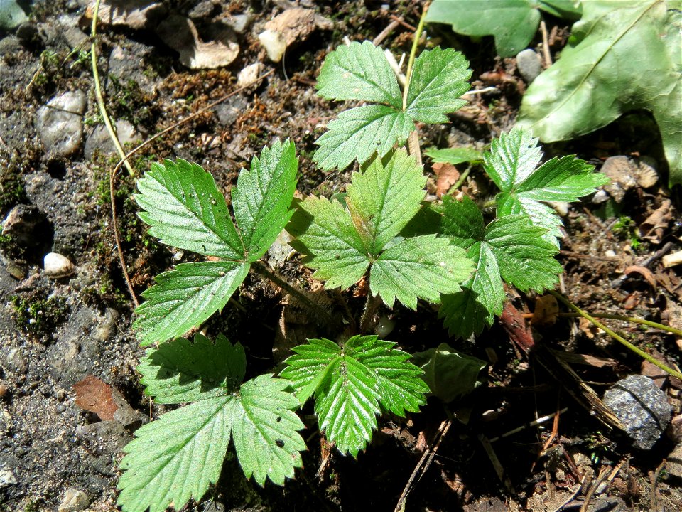 Grundblätter der Wald-Erdbeere (Fragaria vesca) in der Schwetzinger Hardt