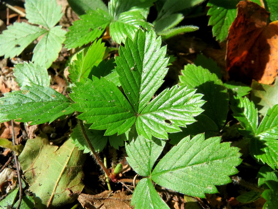 Grundblätter der Wald-Erdbeere (Fragaria vesca) in der Schwetzinger Hardt