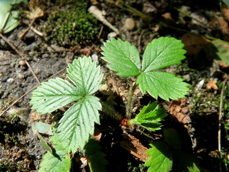 Grundblätter der Wald-Erdbeere (Fragaria vesca) in der Schwetzinger Hardt