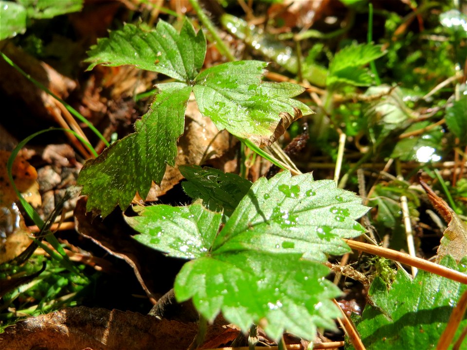 Grundblätter der Wald-Erdbeere (Fragaria vesca) in der Schwetzinger Hardt