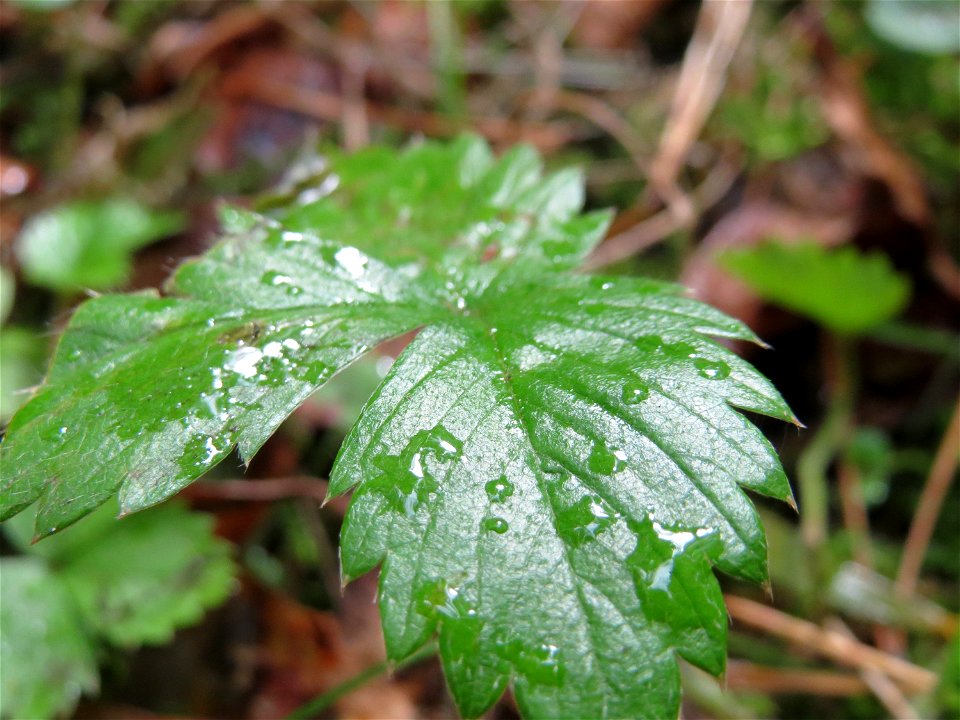 Grundblätter der Wald-Erdbeere (Fragaria vesca) in der Schwetzinger Hardt