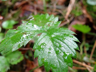 Grundblätter der Wald-Erdbeere (Fragaria vesca) in der Schwetzinger Hardt