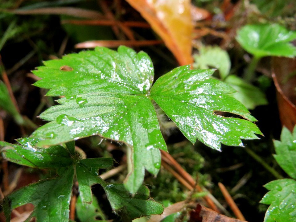 Grundblätter der Wald-Erdbeere (Fragaria vesca) in der Schwetzinger Hardt