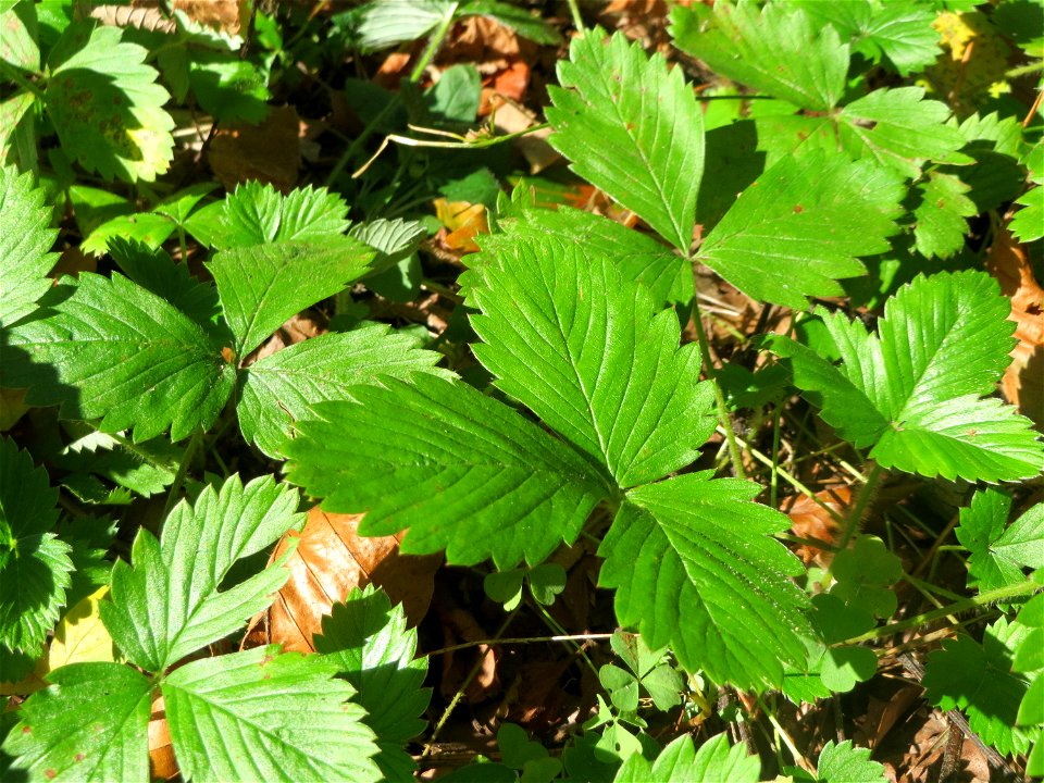 Grundblätter der Wald-Erdbeere (Fragaria vesca) in der Schwetzinger Hardt