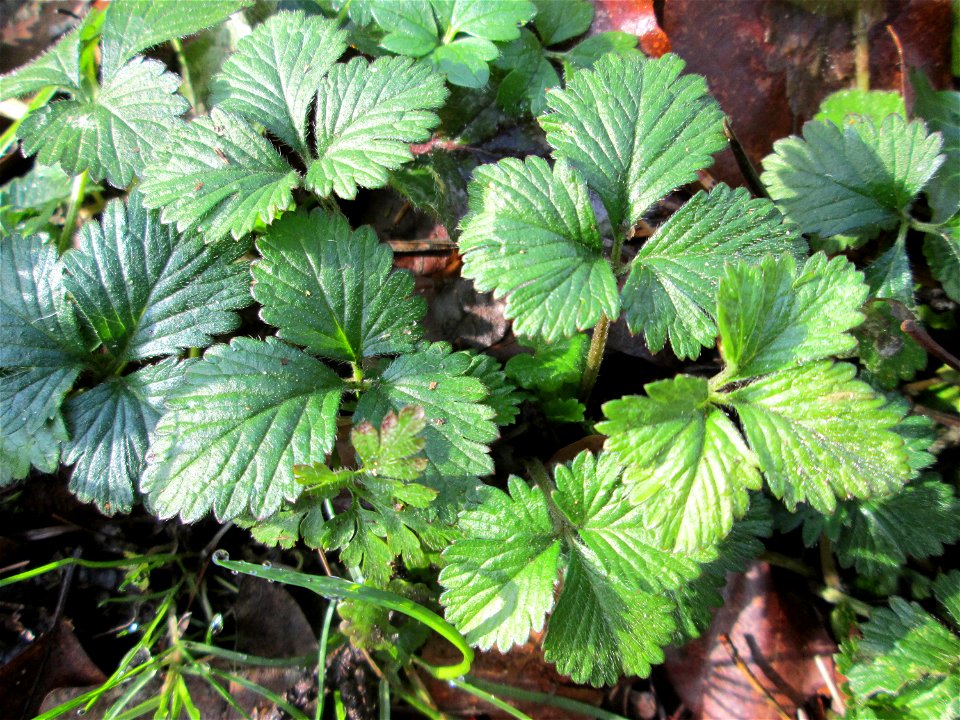 Grundblätter der Wald-Erdbeere (Fragaria vesca) im Landschaftsschutzgebiet „Drahtzugweiher und das Habsterwiesental“ in Alt-Saarbrücken
