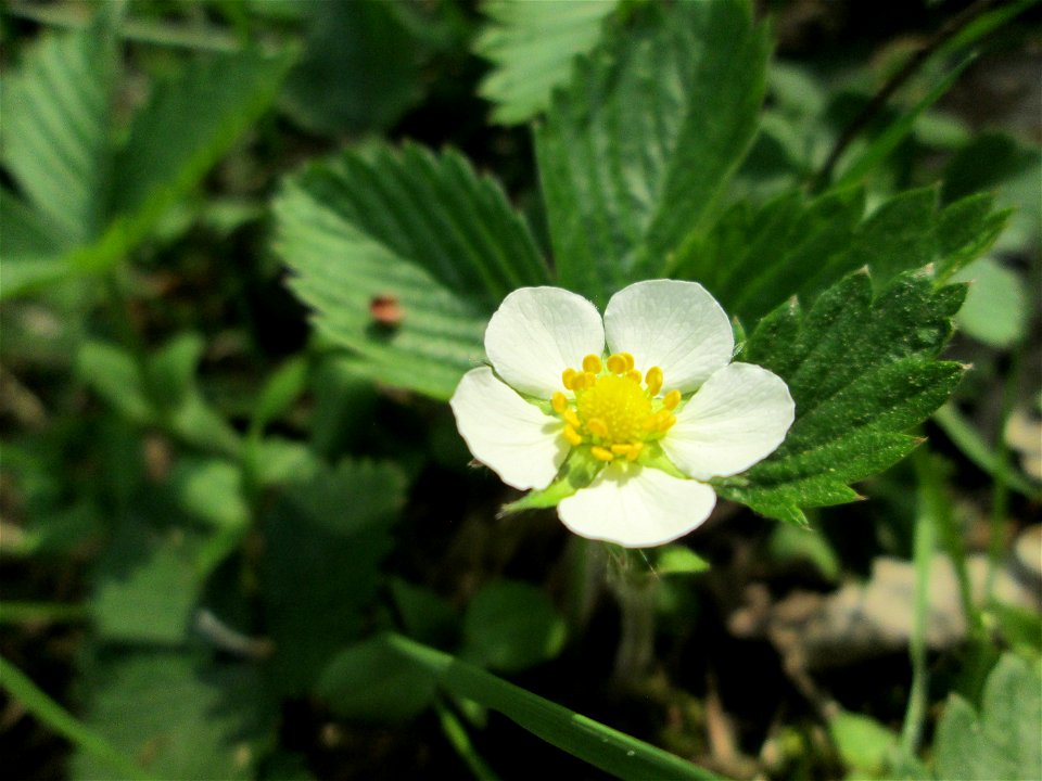 Wald-Erdbeere (Fragaria vesca) in der Schwetzinger Hardt