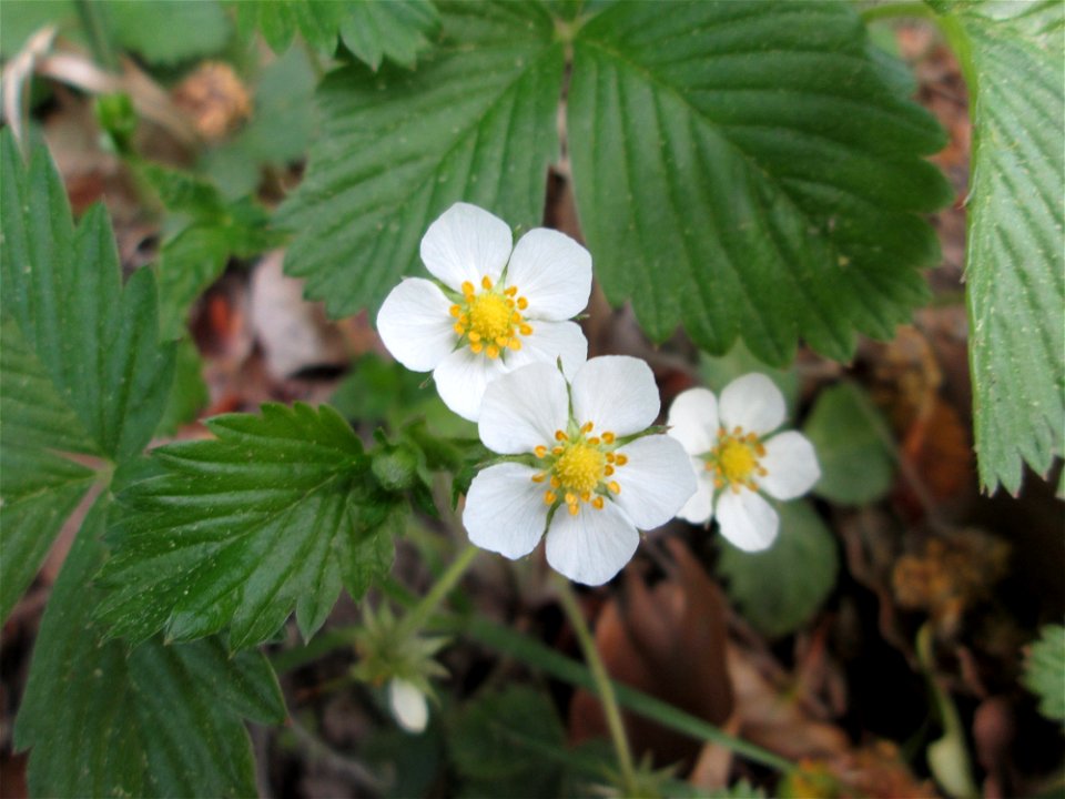 Wald-Erdbeere (Fragaria vesca) in der Schwetzinger Hardt