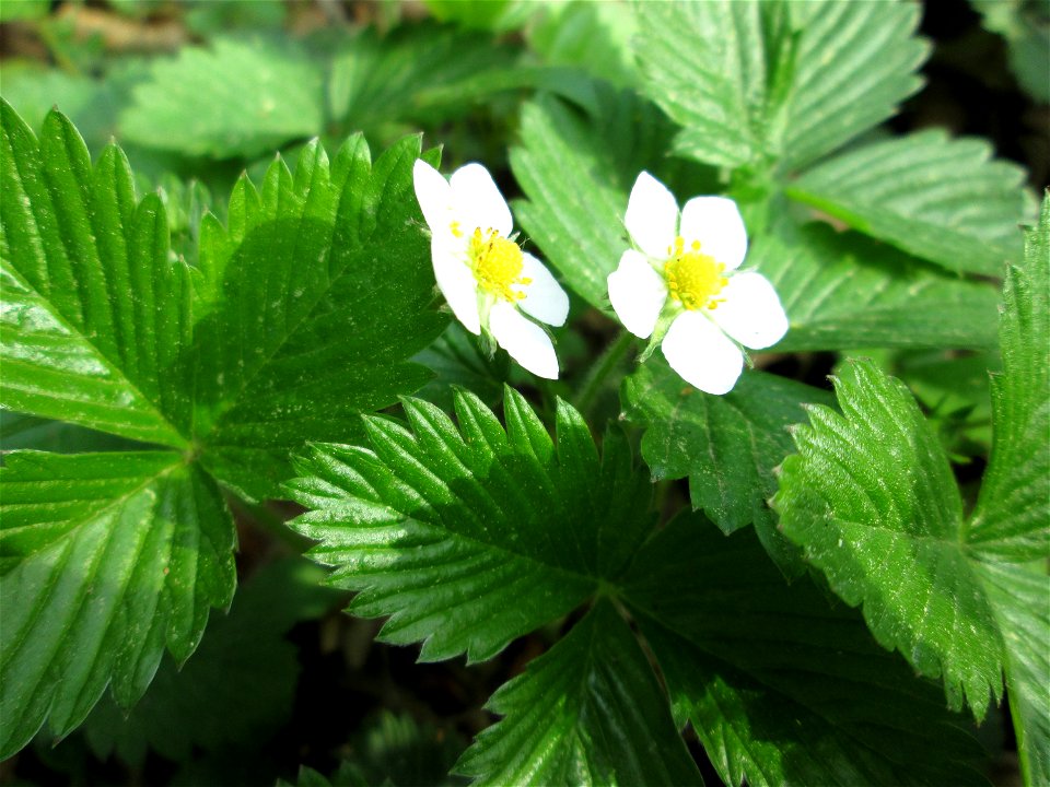 Wald-Erdbeere (Fragaria vesca) in der Schwetzinger Hardt