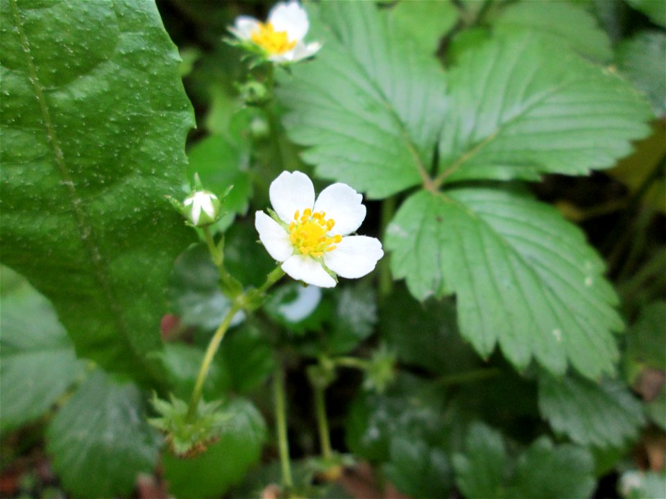 Wald-Erdbeere (Fragaria vesca) im Landschaftsschurtgebiet „St. Johanner Stadtwald“