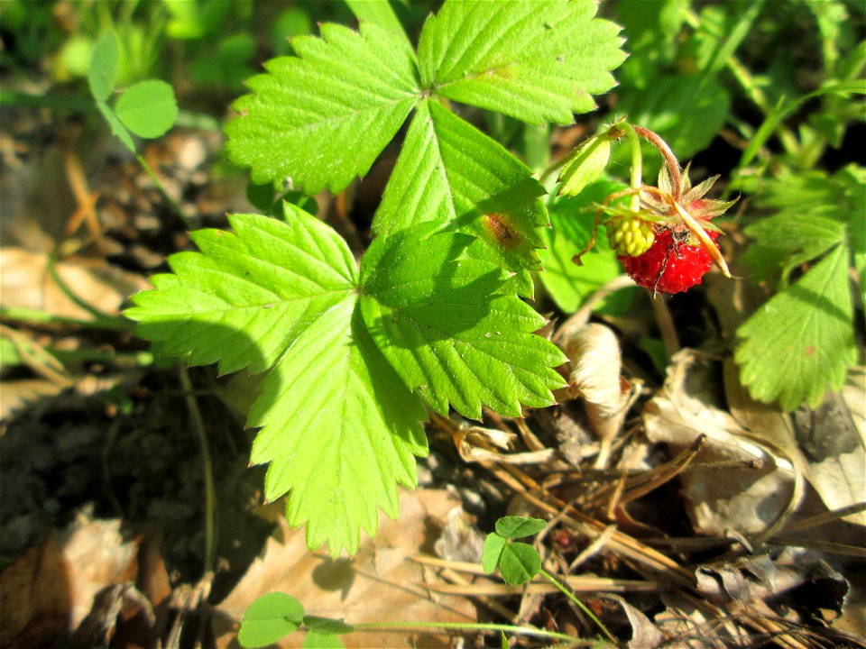 Wald-Erdbeere (Fragaria vesca) in der Schwetzinger Hardt