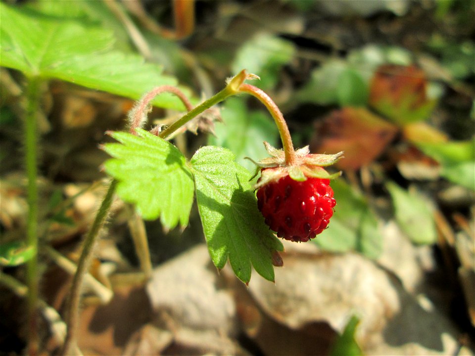 Wald-Erdbeere (Fragaria vesca) in der Schwetzinger Hardt