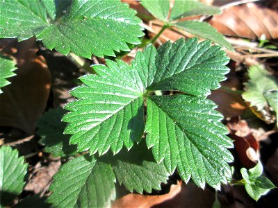 Grundblätter der Wald-Erdbeere (Fragaria vesca) in der Schwetzinger Hardt