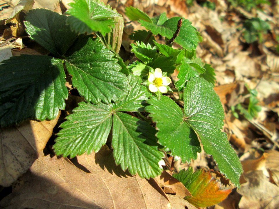 Wald-Erdbeere (Fragaria vesca) im Landschaftsschurtgebiet „St. Johanner Stadtwald“