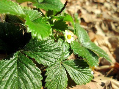 Wald-Erdbeere (Fragaria vesca) im Landschaftsschurtgebiet „St. Johanner Stadtwald“