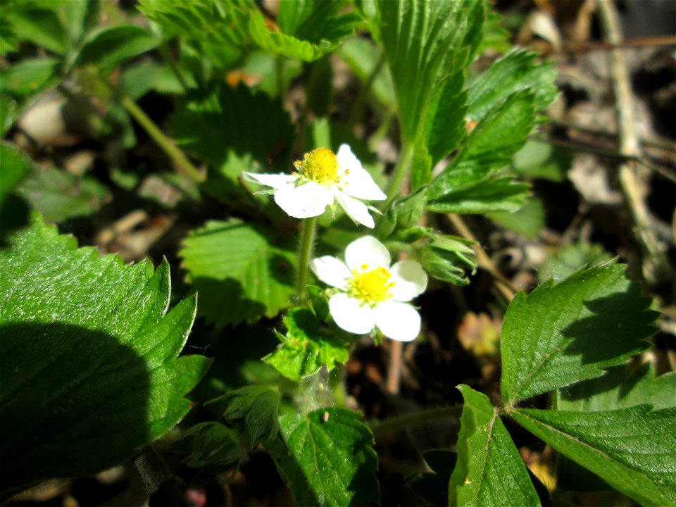 Wald-Erdbeere (Fragaria vesca) im Steinbachtal bei Saarbrücken