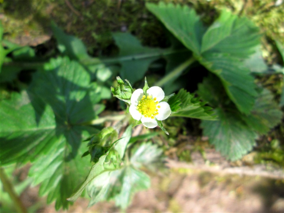 Wald-Erdbeere (Fragaria vesca) im Steinbachtal bei Saarbrücken