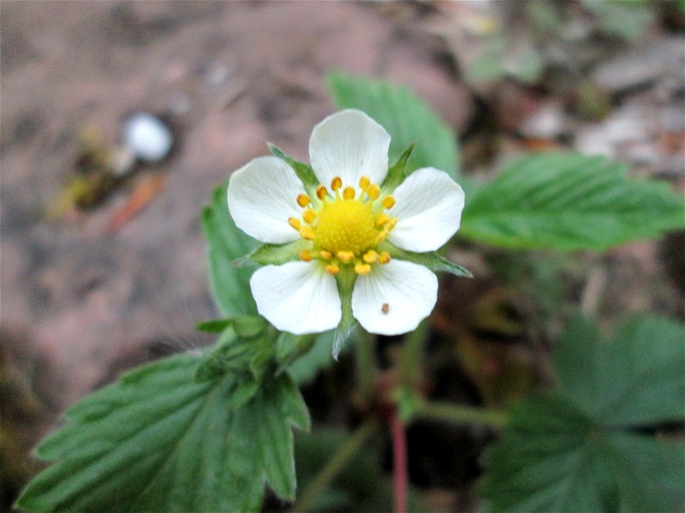 Wald-Erdbeere (Fragaria vesca) am Winterbergdenkmal im Landschaftsschutzgebiet „Winterberg“ in Sankt Arnual