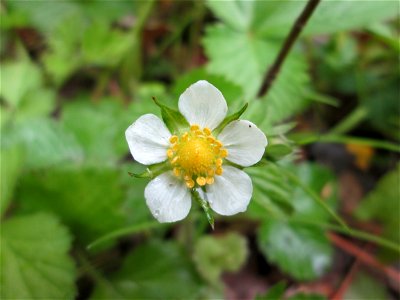Wald-Erdbeere (Fragaria vesca) im Landschaftsschutzgebiet „Drahtzugweiher und das Habsterwiesental“ in Alt-Saarbrücken