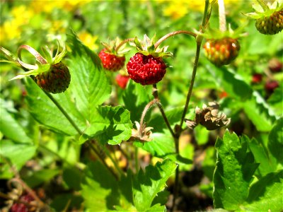 Wald-Erdbeere (Fragaria vesca) am Friedhof St. Johann in Saarbrücken
