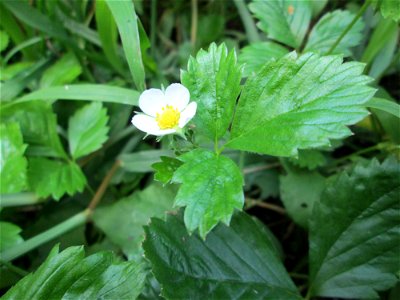 Wald-Erdbeere (Fragaria vesca) am Rotenbühl in Saarbrücken