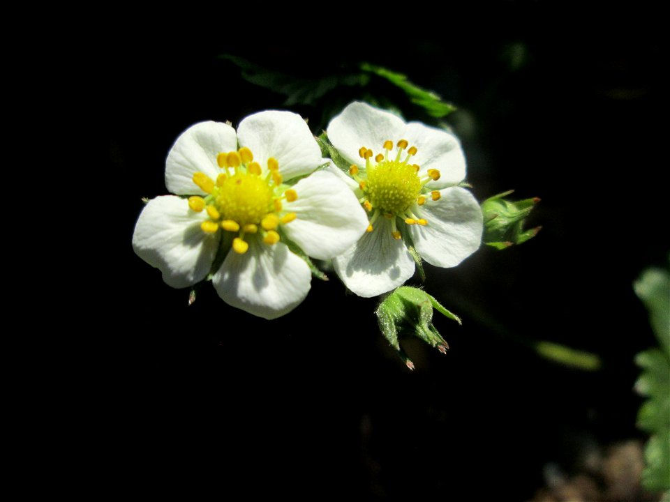 Wald-Erdbeere (Fragaria vesca) am Reppersberg in Alt-Saarbrücken
