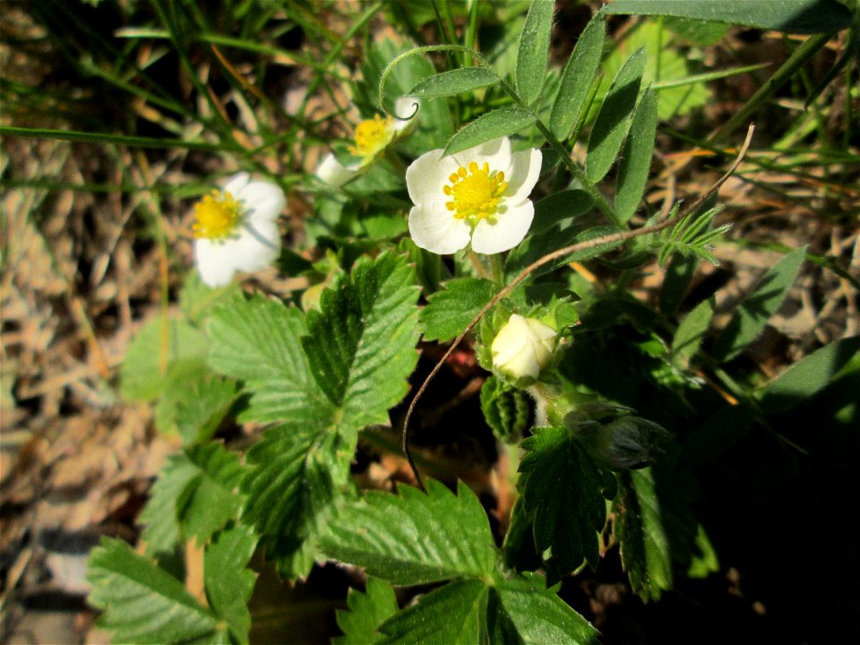 Wald-Erdbeere (Fragaria vesca) am Reppersberg in Alt-Saarbrücken