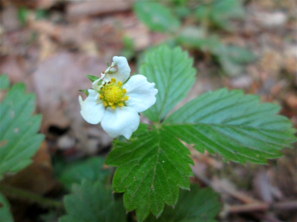 Wald-Erdbeere (Fragaria vesca) am Markusbrunnen im Landschaftsschutzgebiet „Wisch- und Wogbachtal“ bei Fechingen