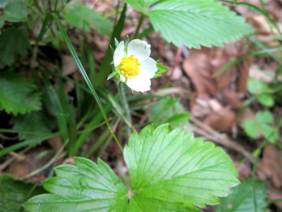 Wald-Erdbeere (Fragaria vesca) am Markusbrunnen im Landschaftsschutzgebiet „Wisch- und Wogbachtal“ bei Fechingen