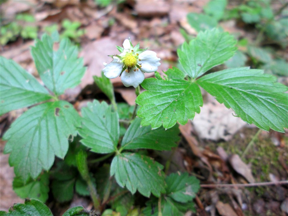 Wald-Erdbeere (Fragaria vesca) am Markusbrunnen im Landschaftsschutzgebiet „Wisch- und Wogbachtal“ bei Fechingen