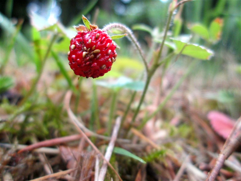 Wald-Erdbeere (Fragaria vesca) am Hauptfriedhof in Alt-Saarbrücken