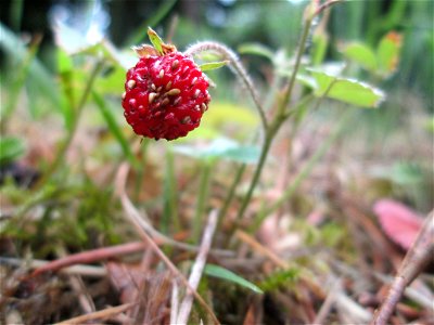 Wald-Erdbeere (Fragaria vesca) am Hauptfriedhof in Alt-Saarbrücken photo