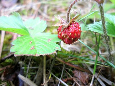 Wald-Erdbeere (Fragaria vesca) am Hauptfriedhof in Alt-Saarbrücken