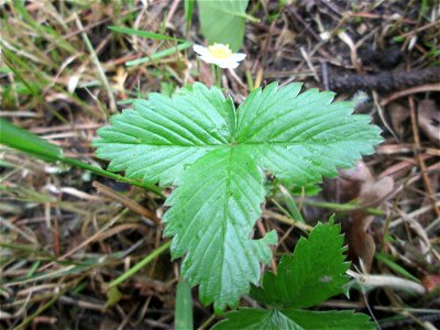 Wald-Erdbeere (Fragaria vesca) am Hauptfriedhof in Alt-Saarbrücken