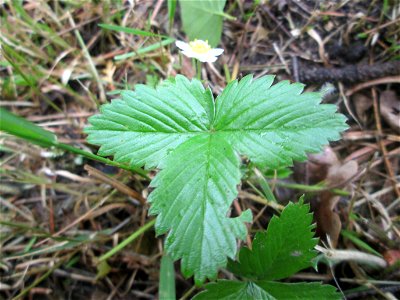 Wald-Erdbeere (Fragaria vesca) am Hauptfriedhof in Alt-Saarbrücken photo