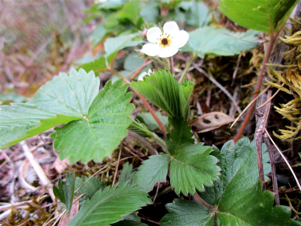 Wald-Erdbeere (Fragaria vesca) am Kalksteinbruch im Naturschutzgebiet „Birzberg, Honigsack/Kappelberghang“