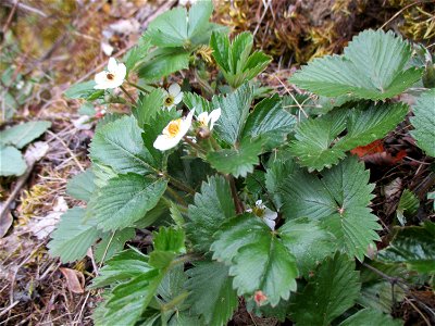 Wald-Erdbeere (Fragaria vesca) am Kalksteinbruch im Naturschutzgebiet „Birzberg, Honigsack/Kappelberghang“