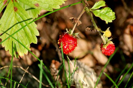 Fragaria vesca photo