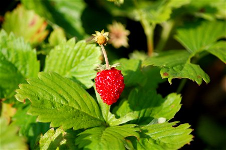 Fragaria vesca photo