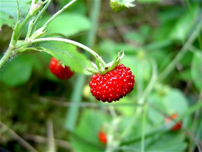 Fragaria vesca close-up 1 photo