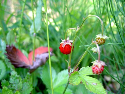 Fragaria vesca close-up 2 photo