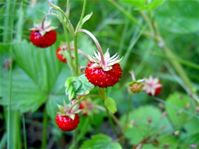 Fragaria vesca close-up 4 photo