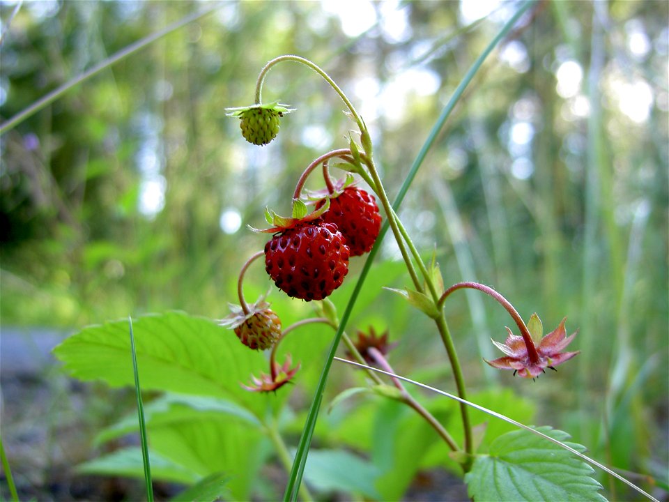 Fragaria vesca close-up 5