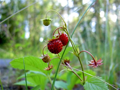 Fragaria vesca close-up 5 photo