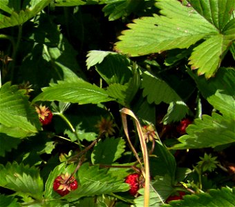 Wild strawberriea (Fragaria vesca), Castelltallat, Catalonia photo