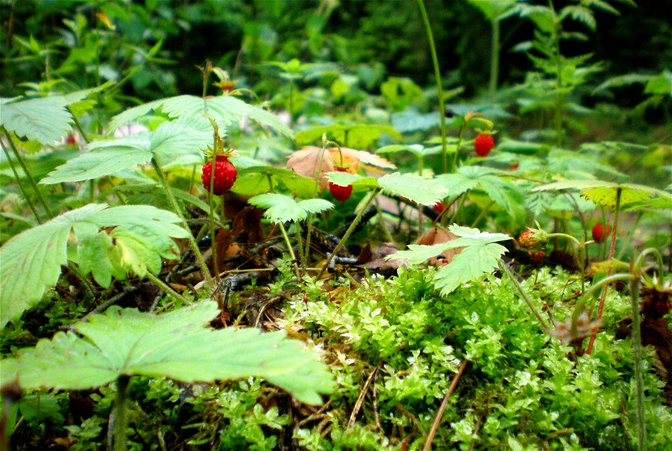 Žemuogės (Fragaria vesca) Palapišių miške, Raseinių raj.