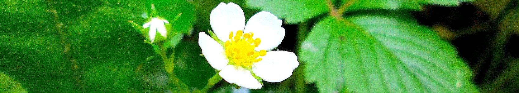 Flowering wild strawberry. photo